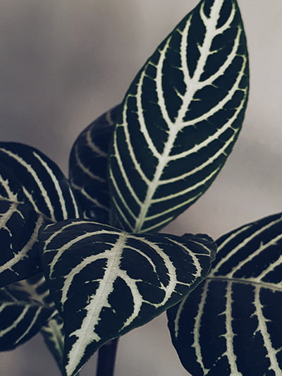 Zebra plant closeup shot