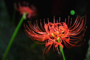 Red Spider Lily 101: A Complete Guide To Caring For These Beauties ...