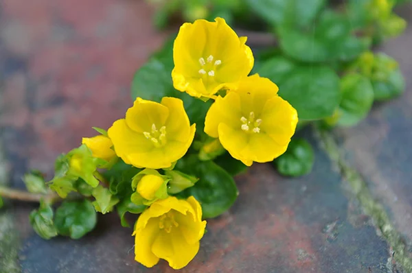 Creeping Jenny flowers closeup shot