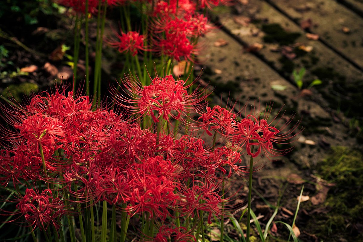 Red Spider Lily 101: A Complete Guide To Caring For These Beauties