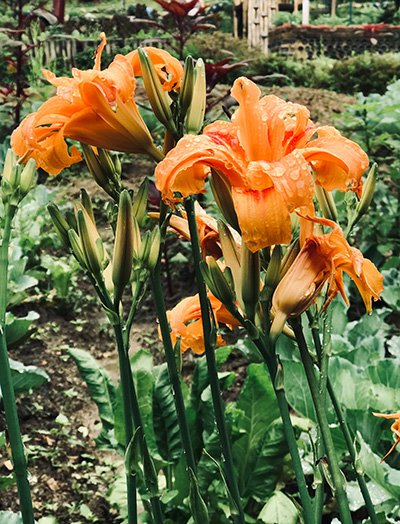 A bunch of Orange Day-Lilies in a garden