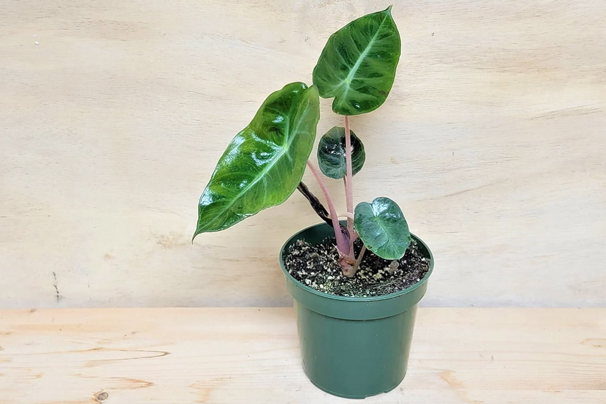 Alocasia Pink Dragon