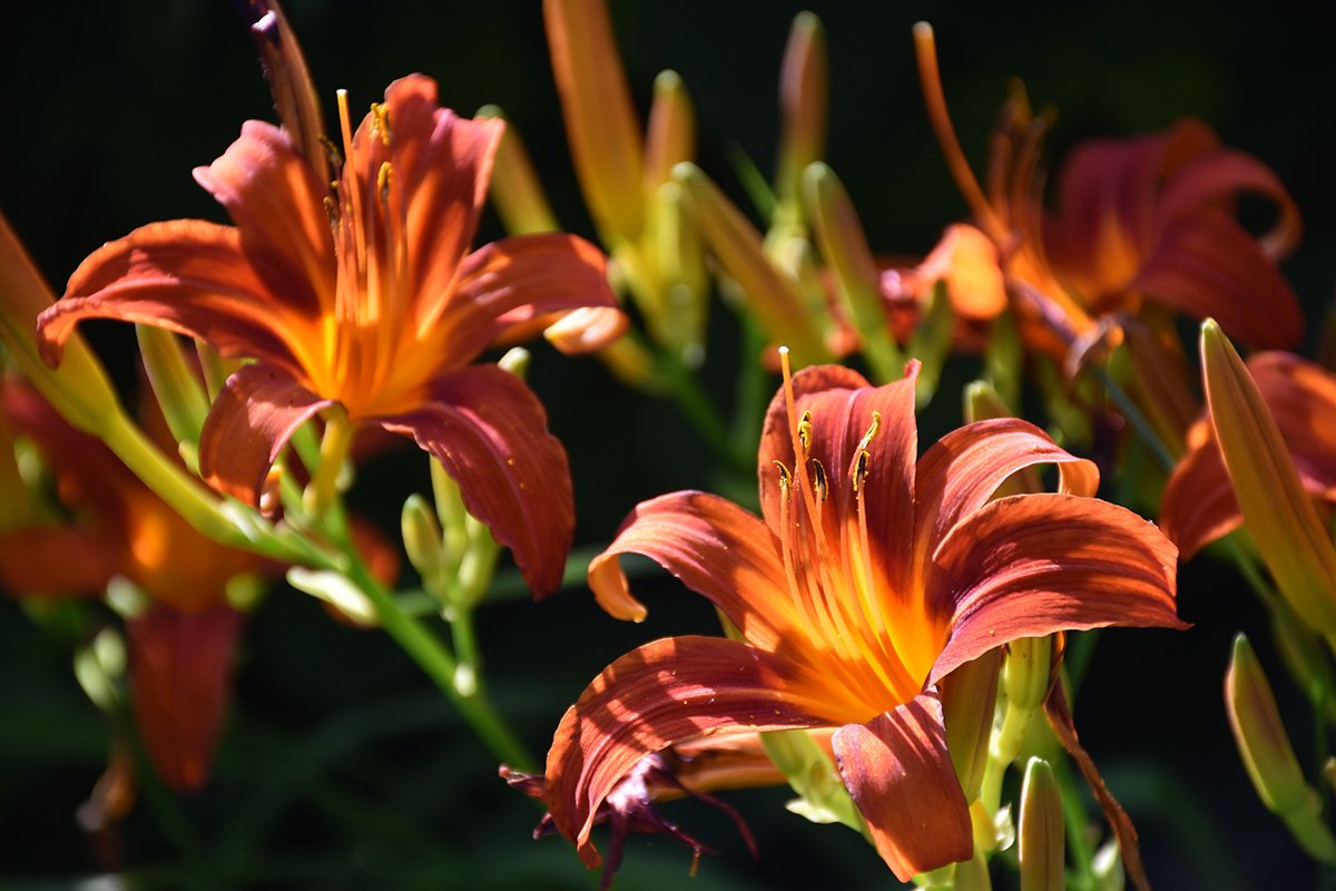 An Ultimate Guide To Sun-Kissed Beauty: Orange Day-Lily