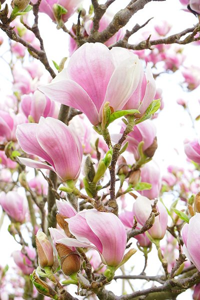 Blooming Magnolia Liliiflora