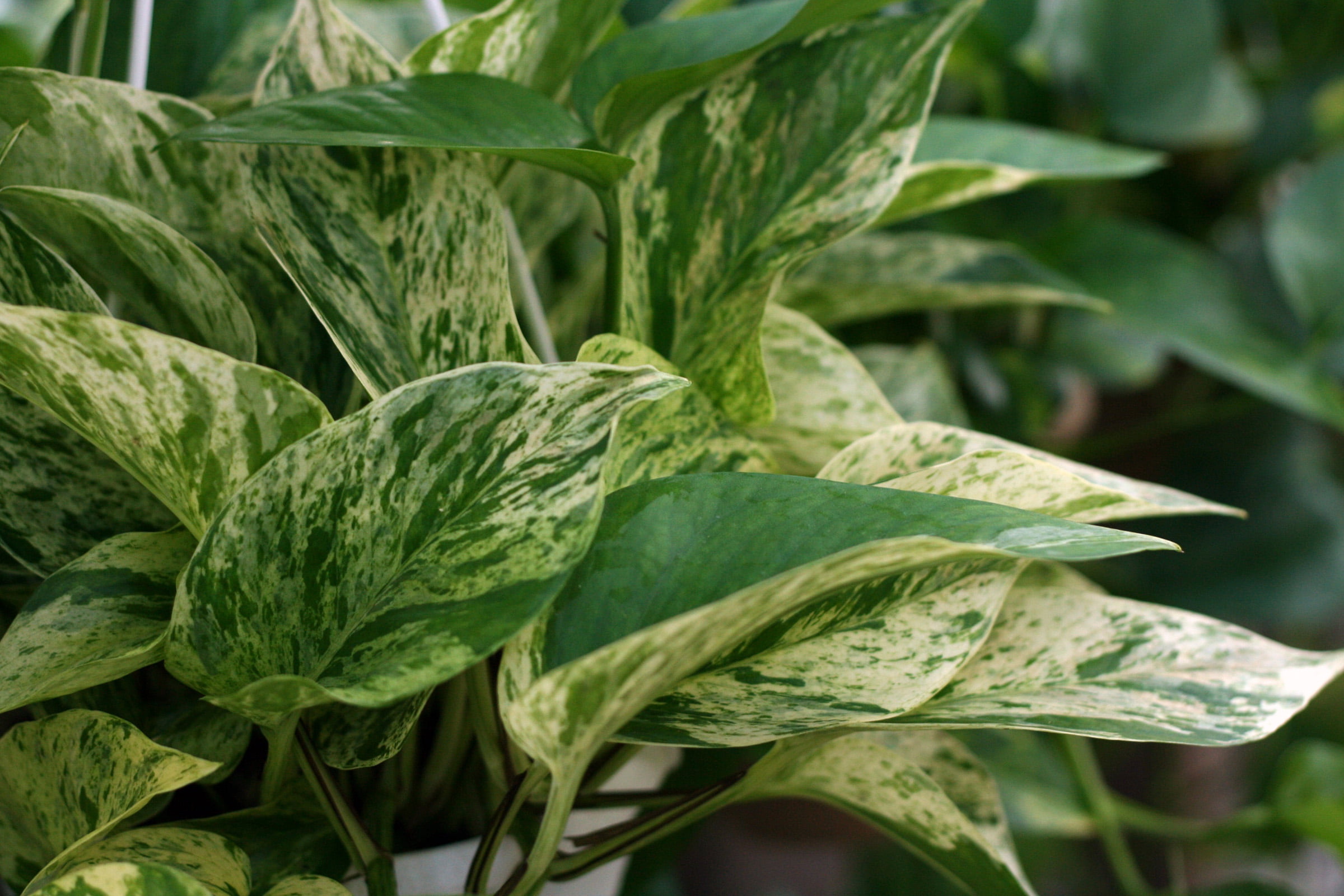 Elevate Your Indoor Jungle: The Ultimate Marble Queen Pothos Care Guide For Vibrant Growth