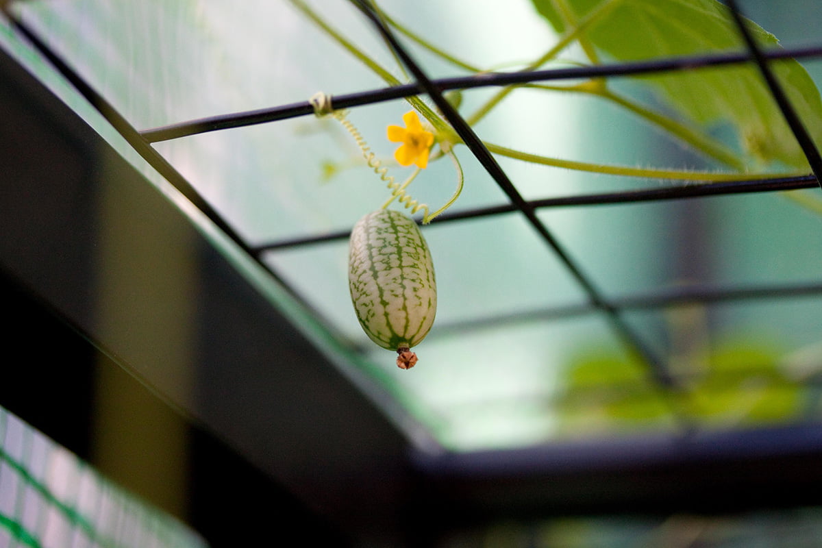 Growing Cucamelon: A Guide To "Miniature Watermelons"