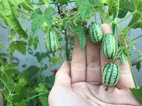 Growing Cucamelons