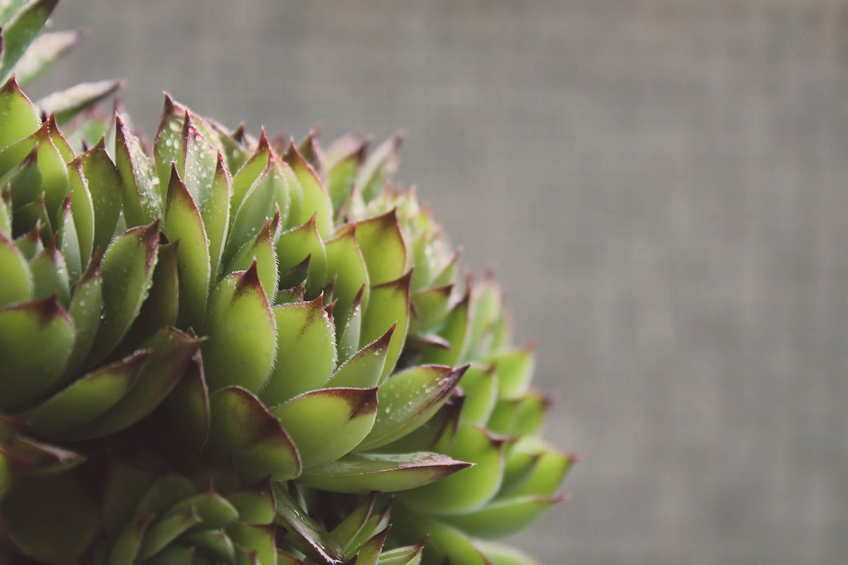 Hens And Chicks Plant Care 101: From Chick To Flourish