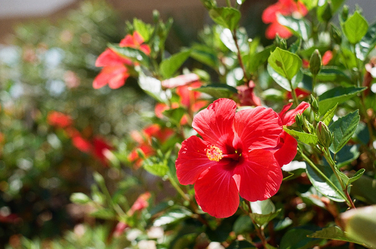 Hibiscus Tree care guide