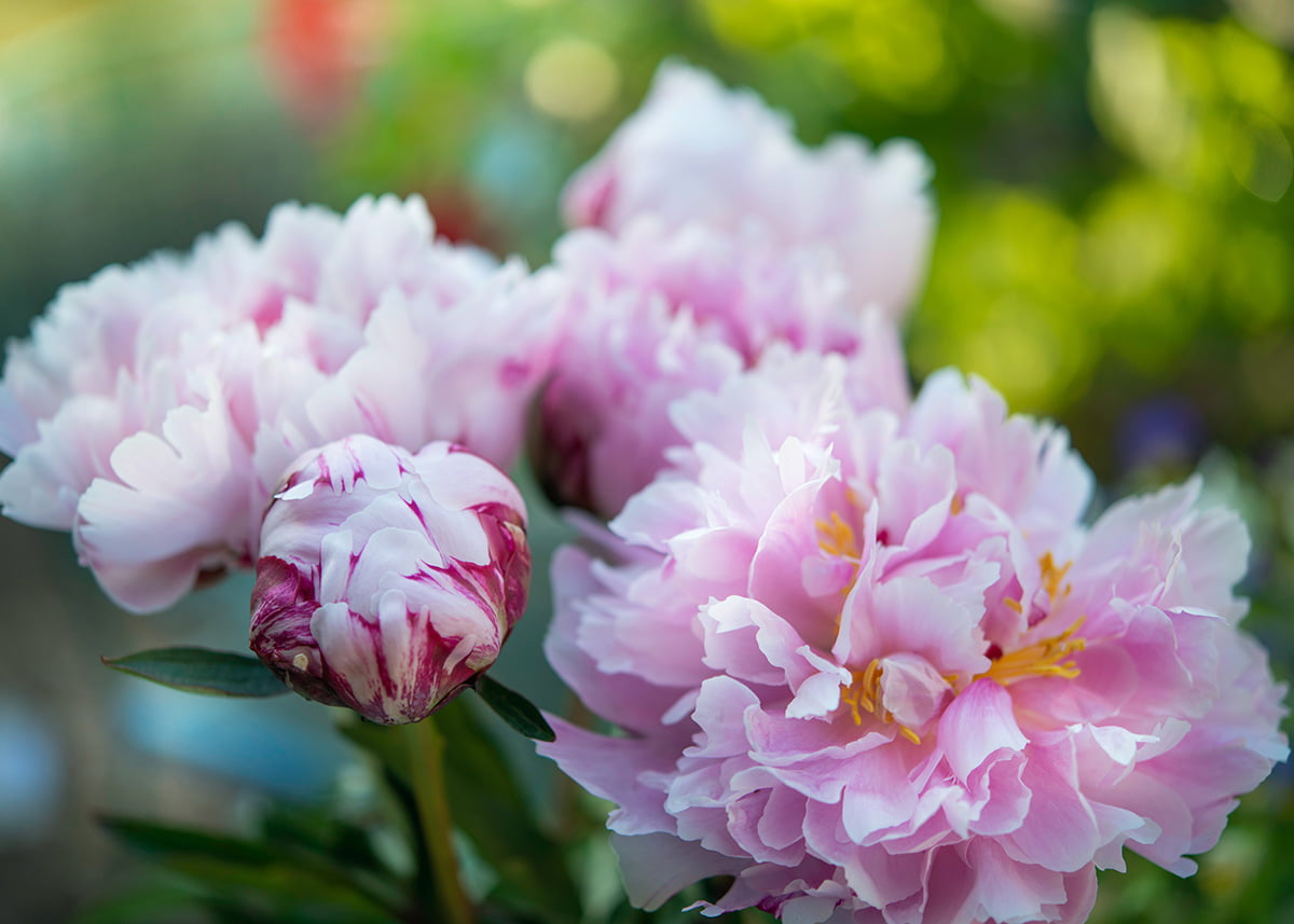 How To Grow Carnation Flowers In Your Own Garden