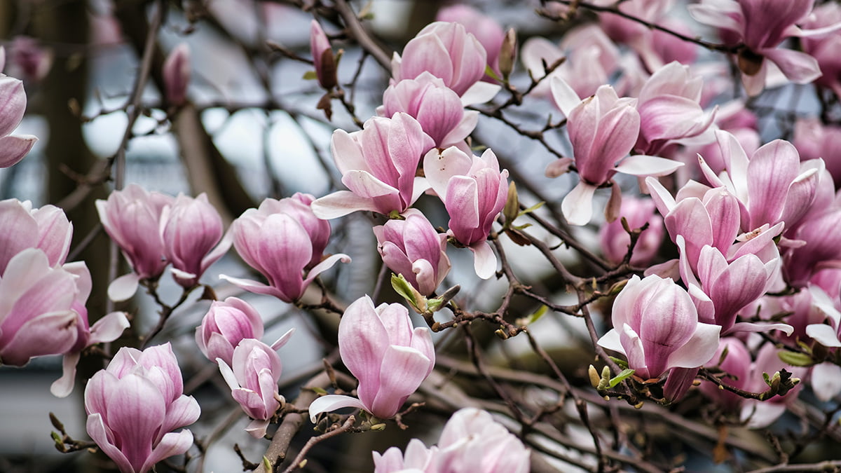 Magnolia Liliiflora: A Care Guide For Vibrant Lily Magnolias