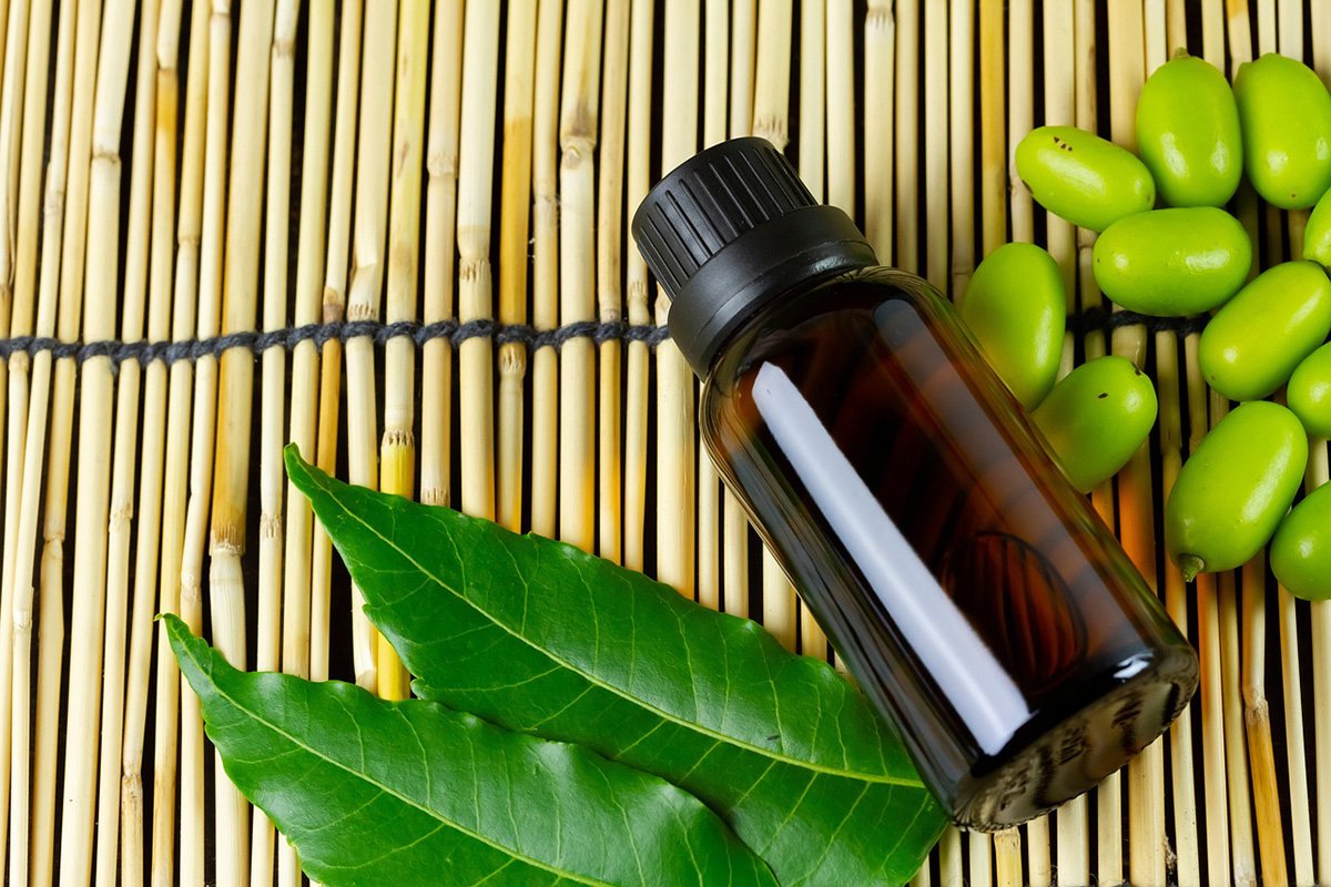 Neem Oil For Plants Guide: When And How To Apply Neem Oil Products