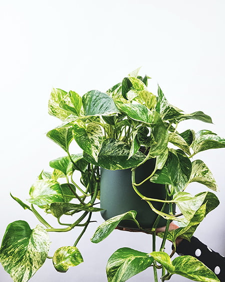 Person holding Marble Queen Pothos