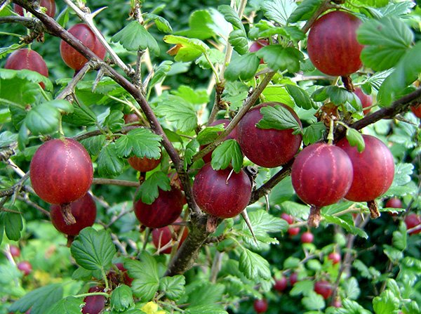 Red gooseberry