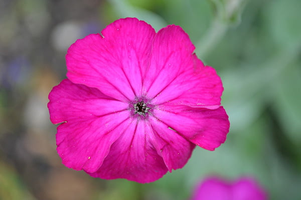 Rose Campion closeup photo with blurred background