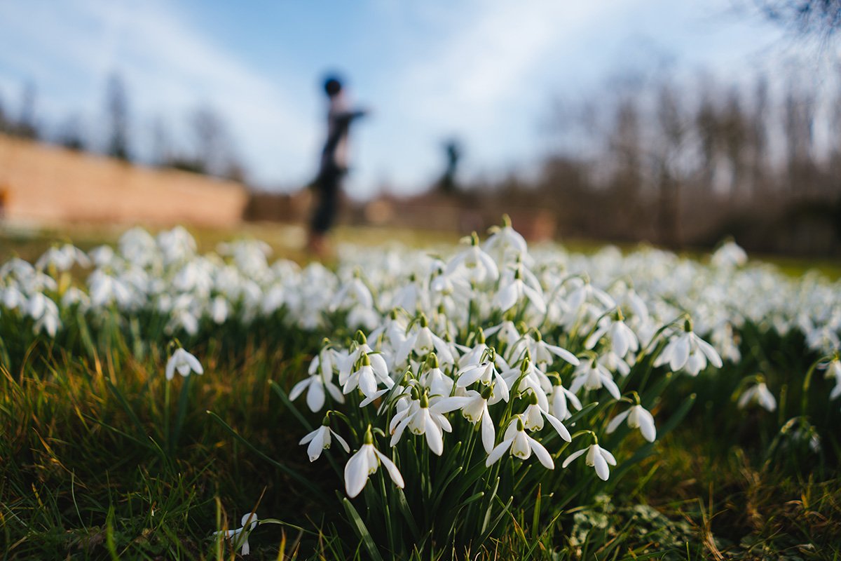 Snowdrop 101: A Guide To Growing And Caring For Delicate Beauty Of Winter's First Blooms