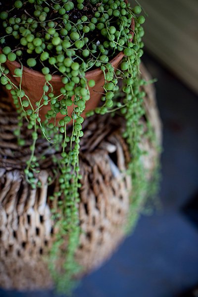 String of Pearls Plant on Brown Pot