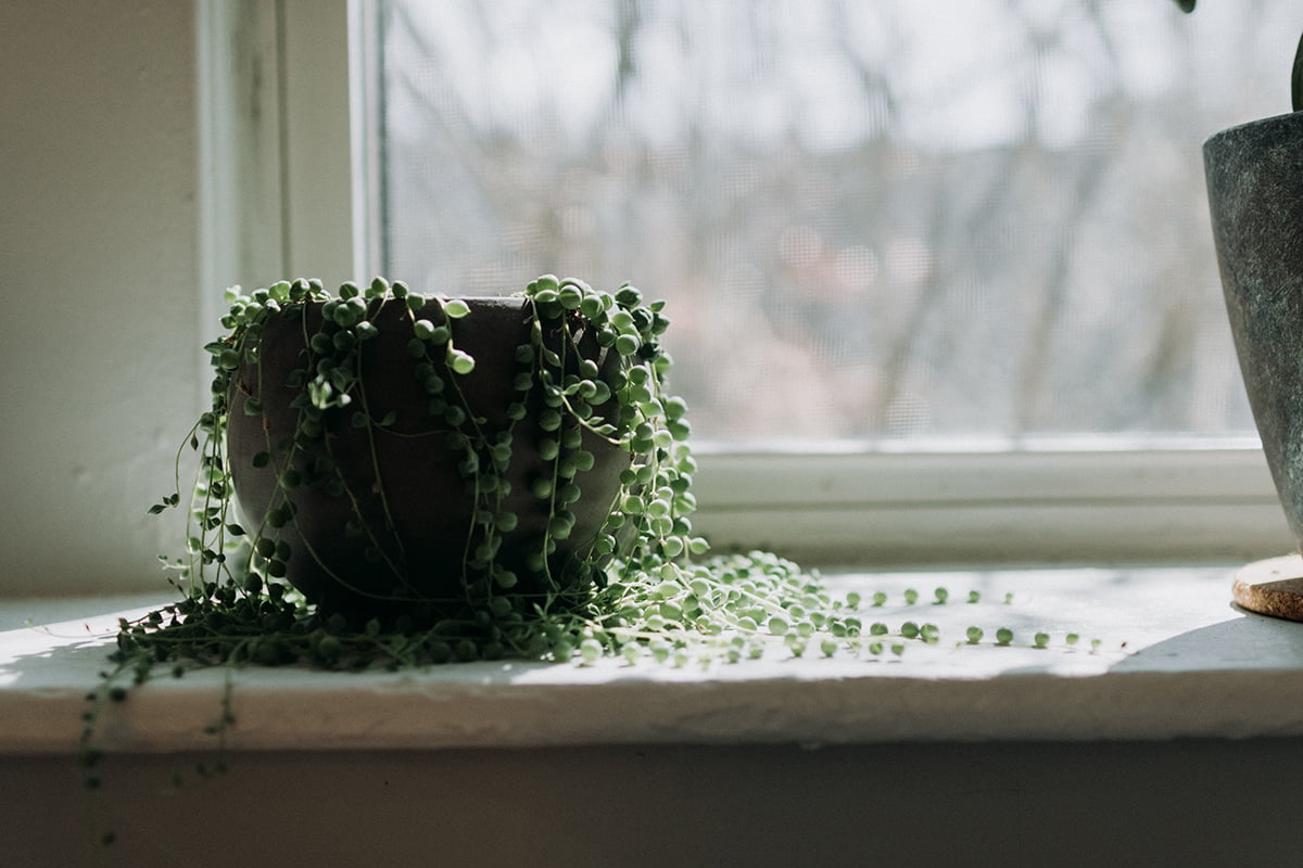 The Complete Guide To String Of Pearls Plant Care To Lush Trailing Beauty