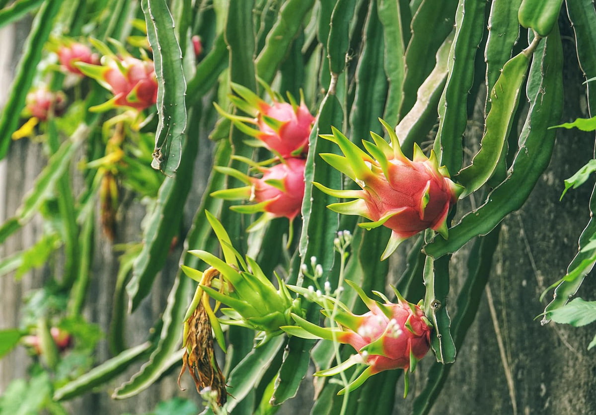 The Ultimate Dragon Fruit Plant Care Guide