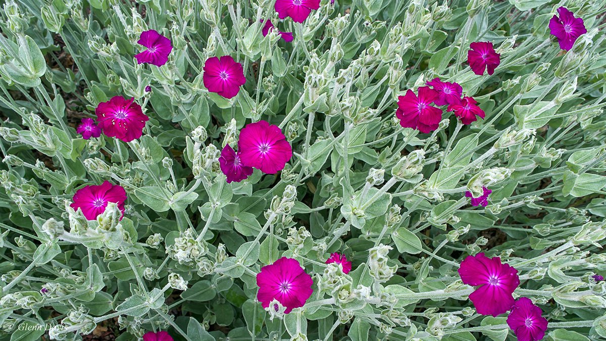 The Ultimate Guide To Grow Rose Campion The Homey Space