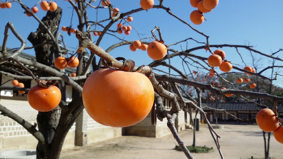 The Ultimate Persimmon Tree Care Guide For Abundant Yield