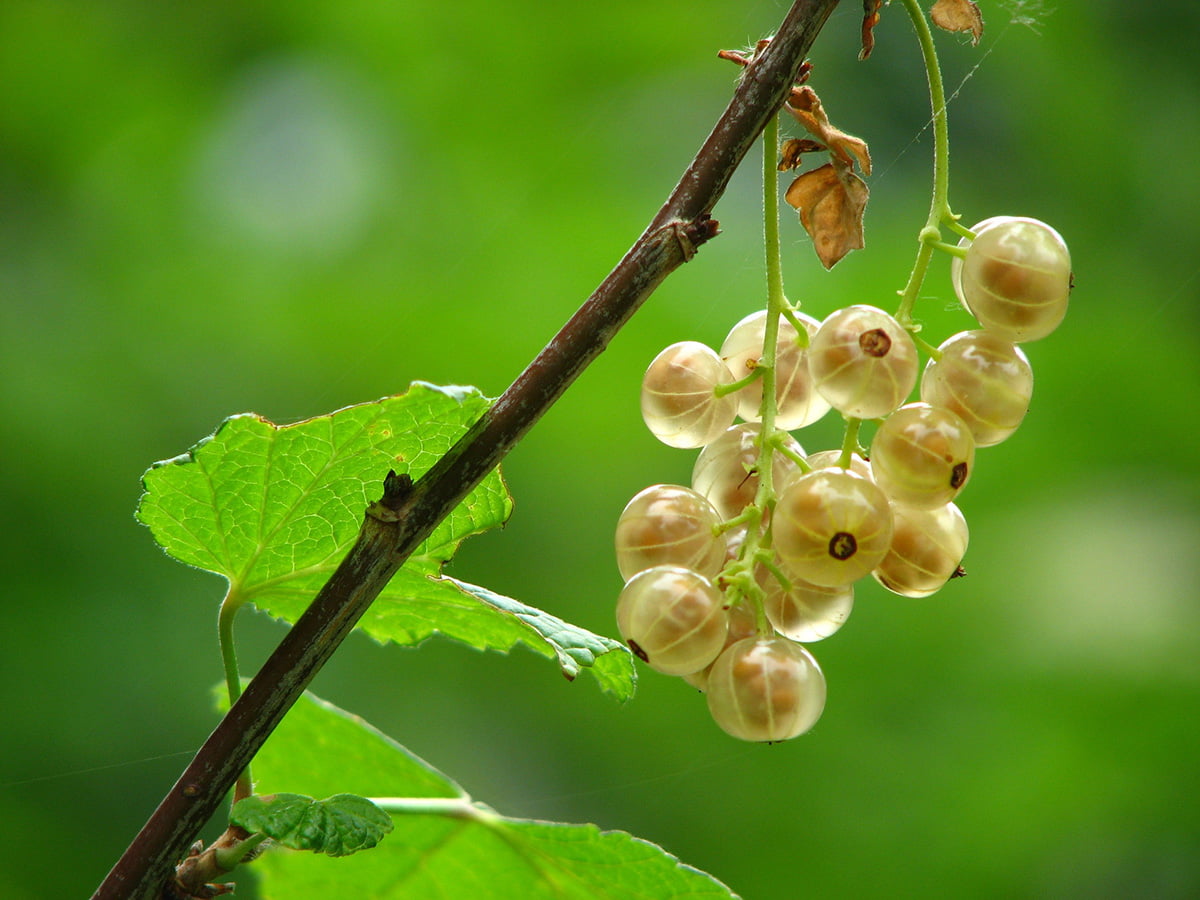 Tiny Gems, Big Rewards: A Guide To Cultivating Gooseberry Plants