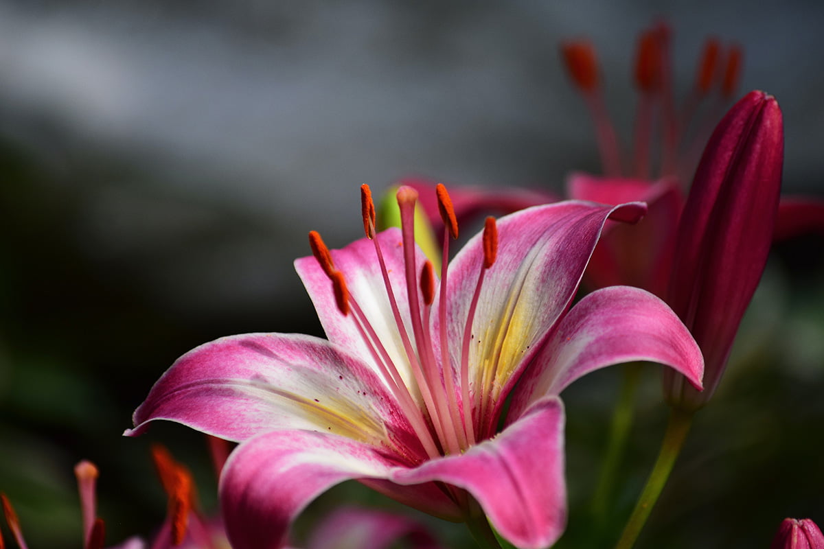 Tips And Tricks For Thriving Stargazer Lily Guide