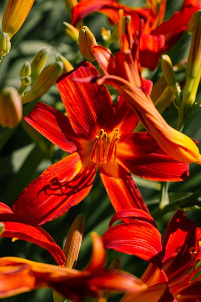 closeup photo of bright orange day-lilies