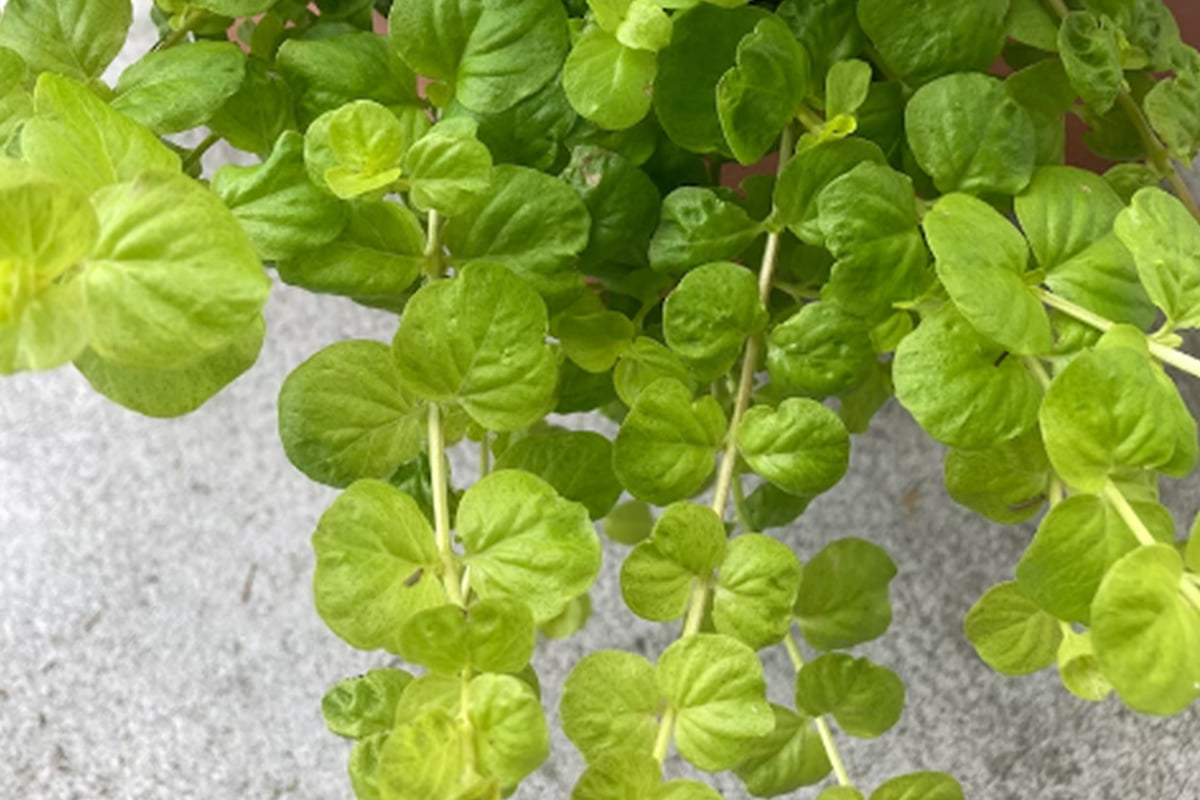 Creeping Jenny