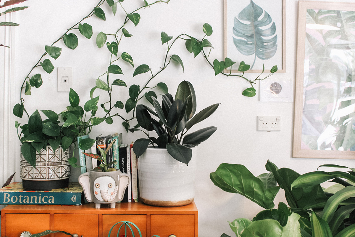 The 16 Best Indoor Plants To Brighten Your Space