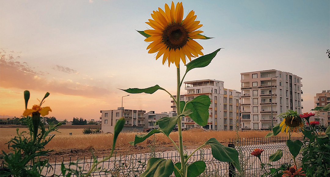 How To Grow Sunflowers