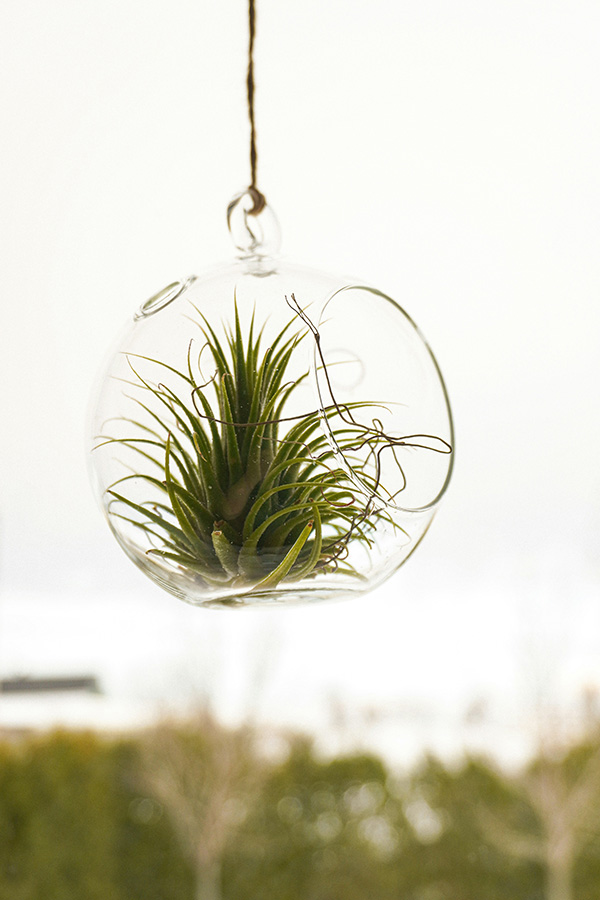 Air plant in a hanging glass planter
