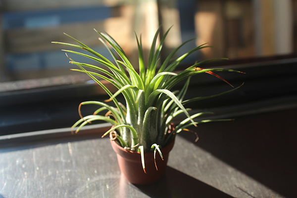 Air plant in brown pot