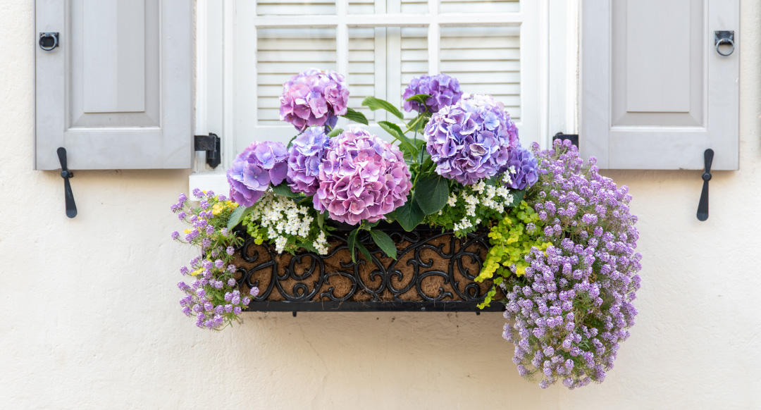 Best Plants For Window Boxes