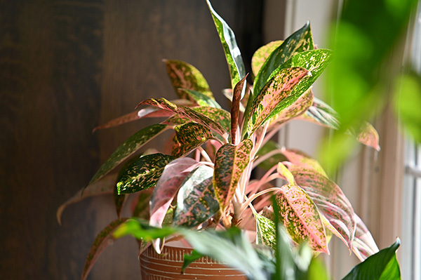 Chinese Evergreen low-light indoor houseplant