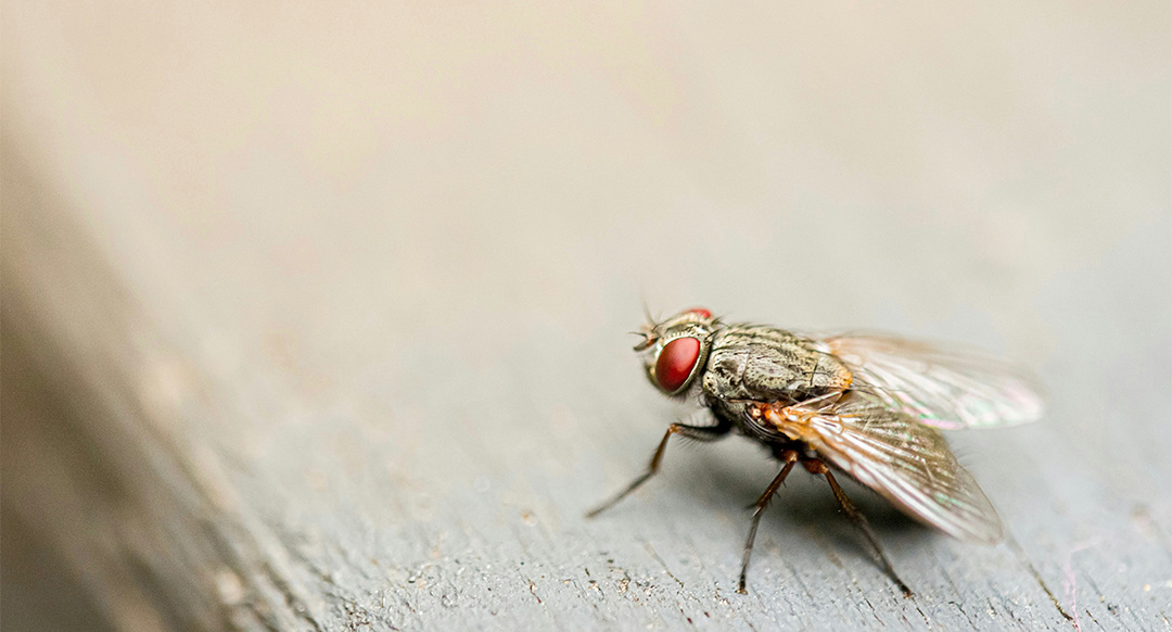 Closeup shot of a housefly