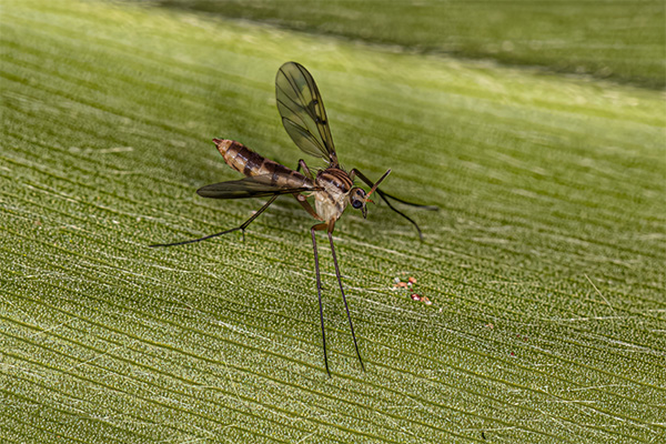 Closeup shot of an adult gnat