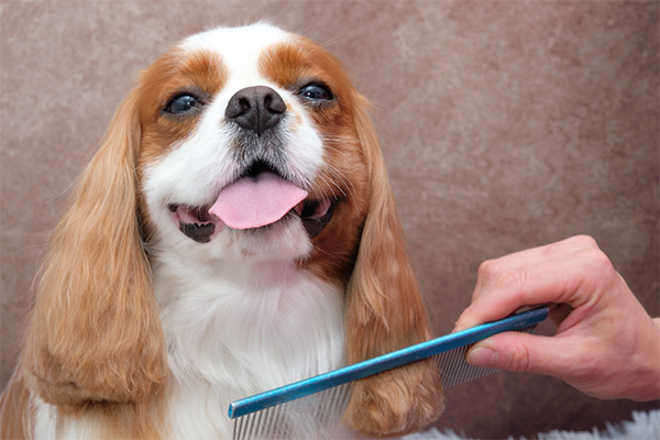 Combing pet dog