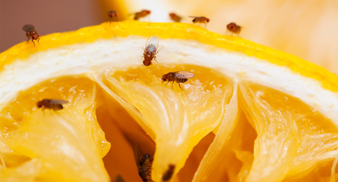 Fruit Flies on squeezed lemon slice