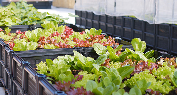 Lettuce and Greens in box containers