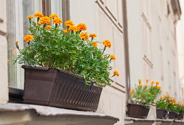 Marigolds in window box