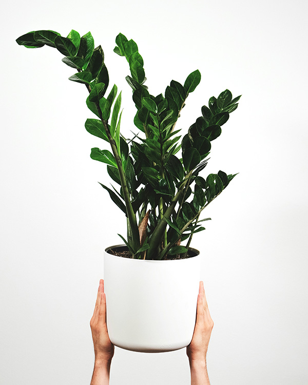 Person holding ZZ plant