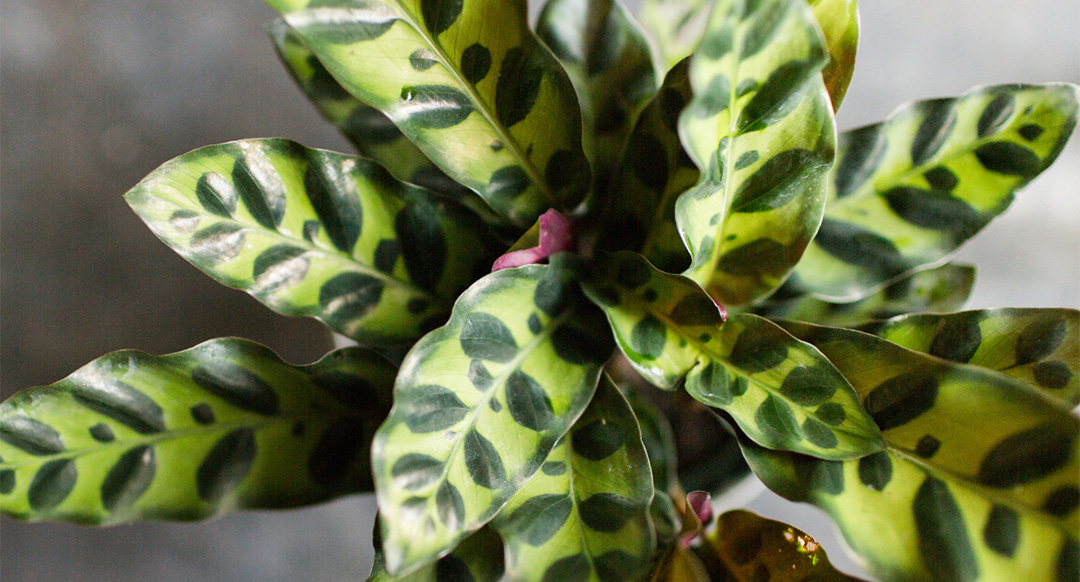 Rattlesnake Plant Care Guide