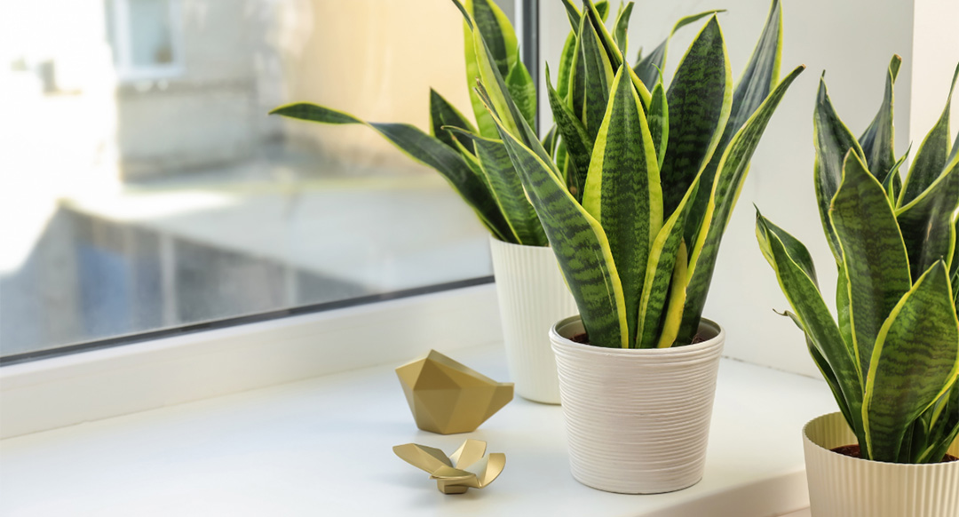 Snake Plant 101: Everything You Need To Know About This Hardy Houseplant