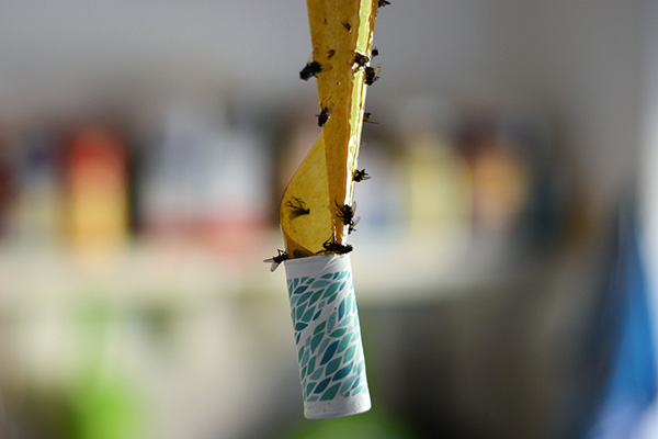 Sticky trap for fruit flies