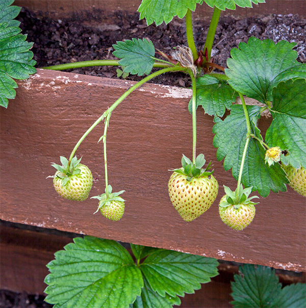 Strawberries in box container