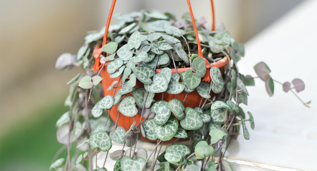 String of Hearts Plant Care Guide