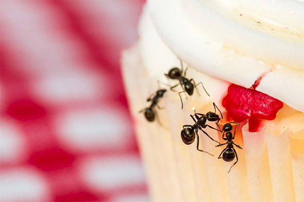 Ants on cupcake