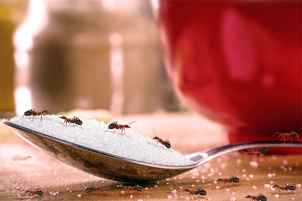 Ants over a spoon of sugar