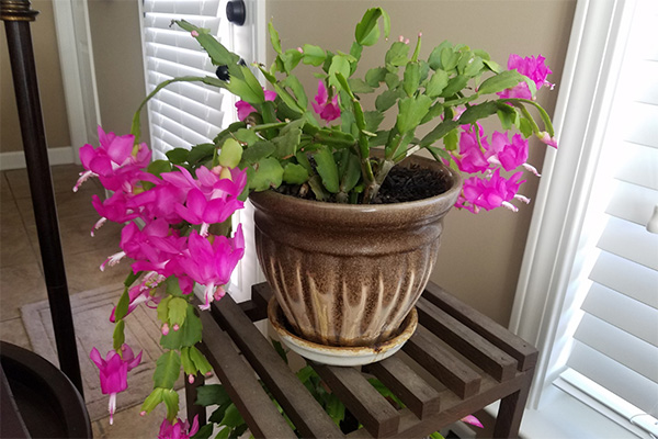 Christmas cactus displayed in the living room